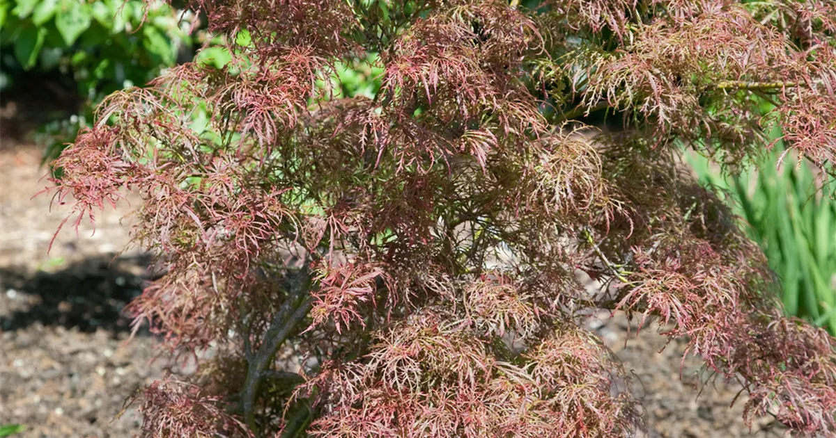 Fächerahorn Hessei Pflanze Pflege Tipps Floragard