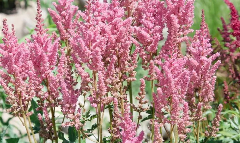 Astilbe X Arendsii Bonanza Pflanze Pflege Tipps Floragard