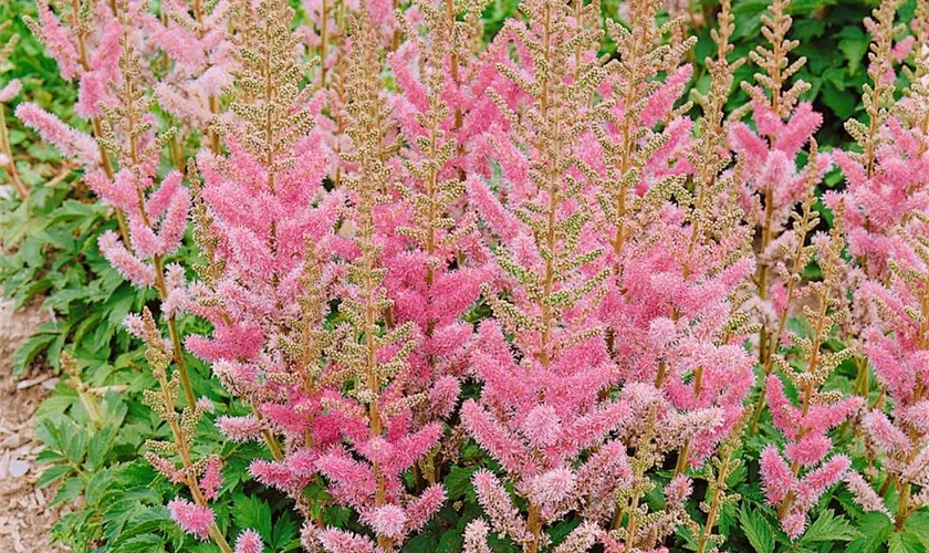 Astilbe Chinensis Var Pumila Pflanze Pflege Tipps Floragard