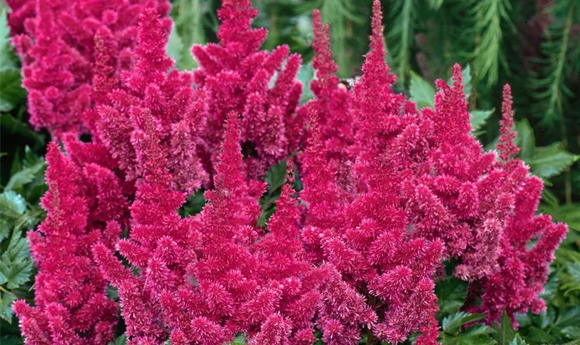 Astilbe Chinensis Var Taquetii Romanze Pflanze Pflege Tipps Floragard