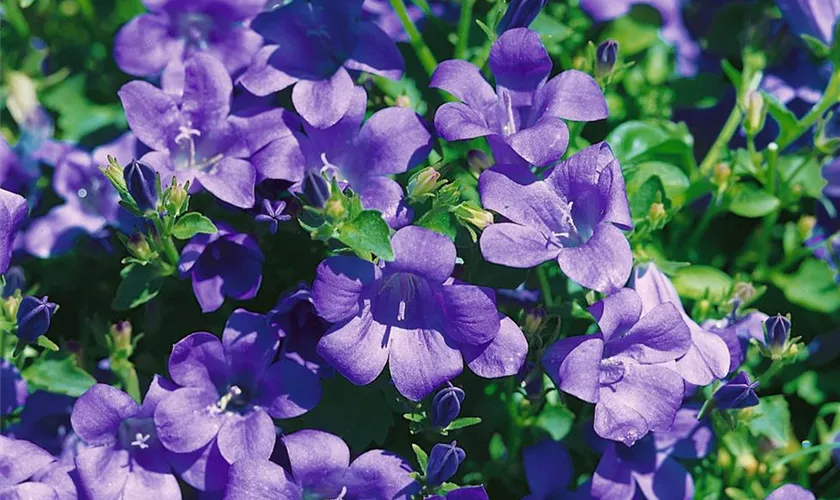 Campanula Portenschlagiana Blue Sky Pflanze Pflege Tipps Floragard