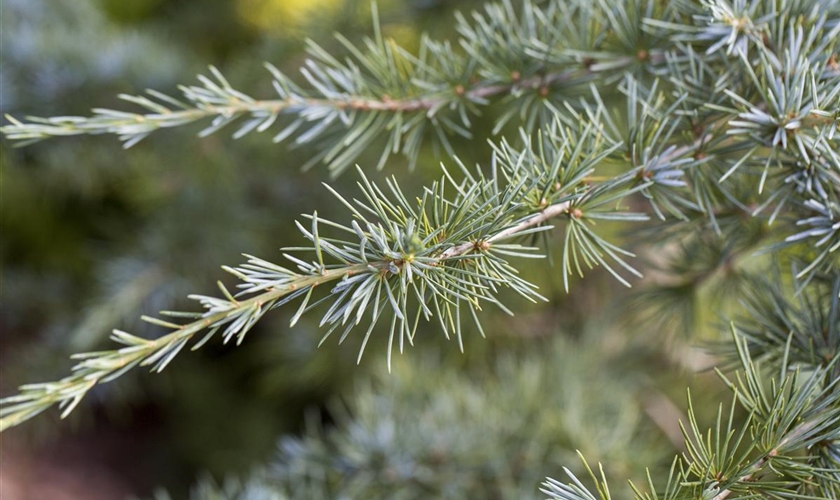 Himalaya Zeder Karl Fuchs Floragard Pflanzeninfothek