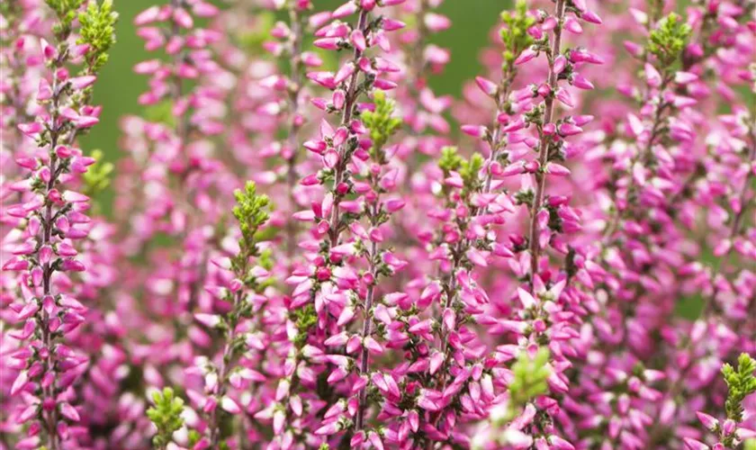 Calluna Vulgaris Gardengirls Aphrodite Pflanze Pflege Tipps Floragard