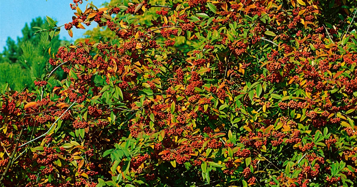 Cotoneaster Watereri John Waterer Pflanze Pflege Tipps Floragard