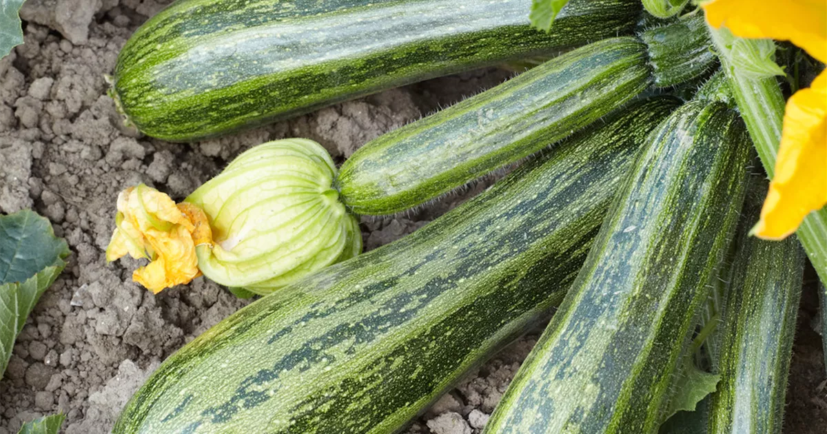 Cucurbita Pepo Subsp Pepo Convar Giromontiina Cocozelle Von Tripolis