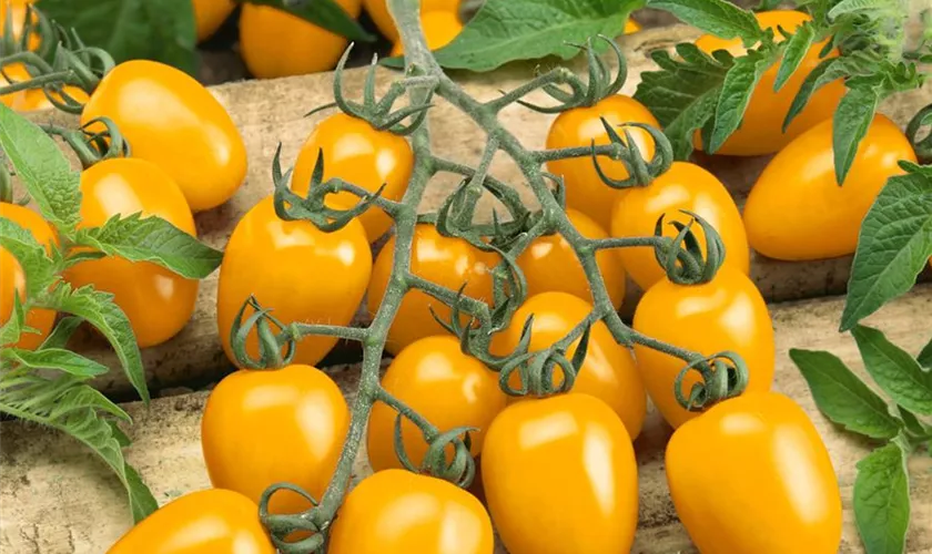 Solanum Lycopersicum San Marzano Solania Pflanze Pflege Tipps