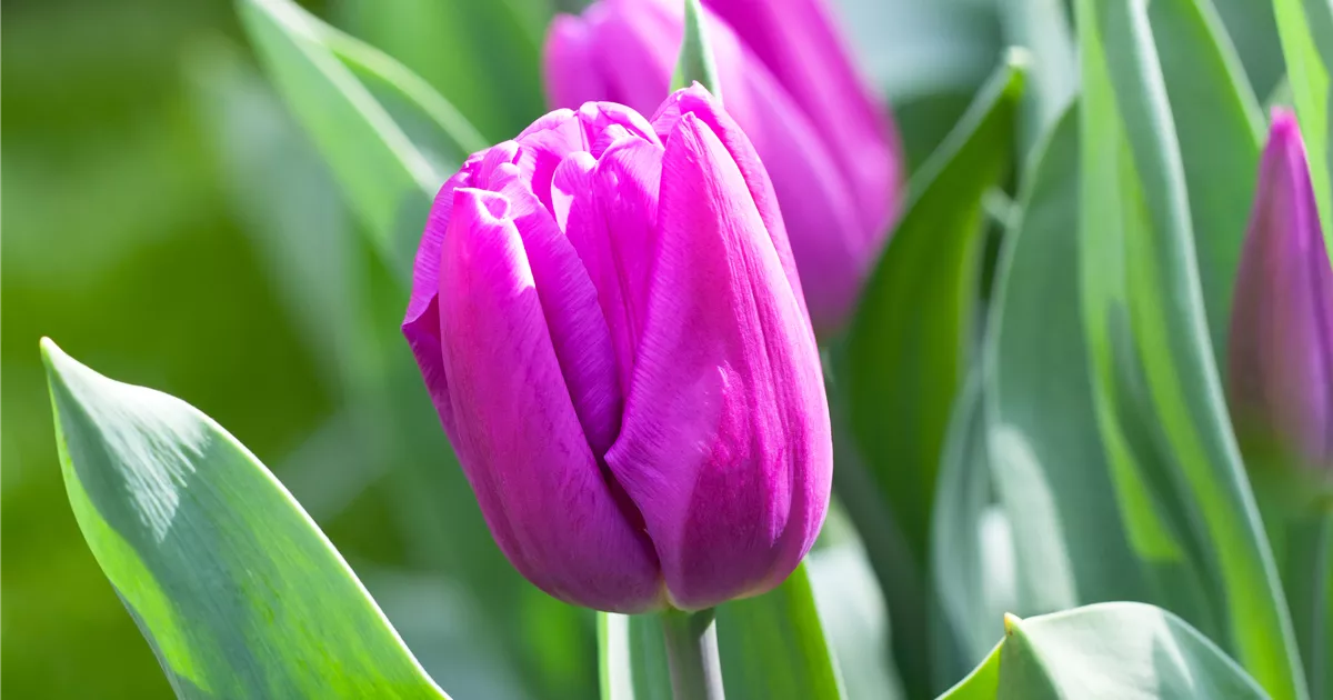 Tulpe Purple Flag Pflanze Pflege Tipps Floragard