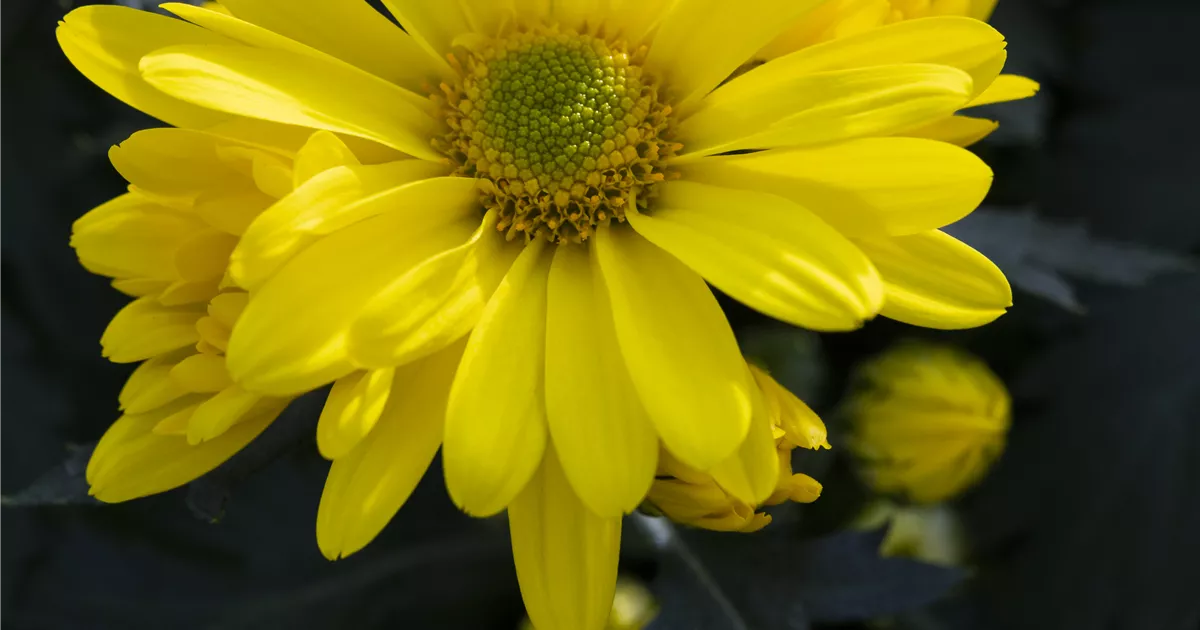 Chrysanthemum Multiflora Tabata Yellow Pflanze Pflege Tipps Floragard