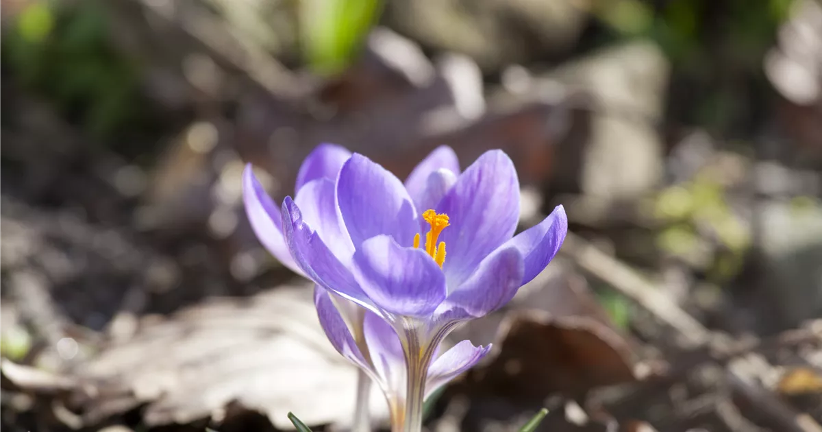 Crocus Sativus Blau Pflanze Pflege Tipps Floragard