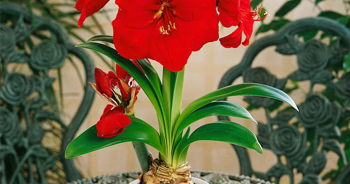 Hippeastrum Red Lion Pflanze Pflege Tipps Floragard