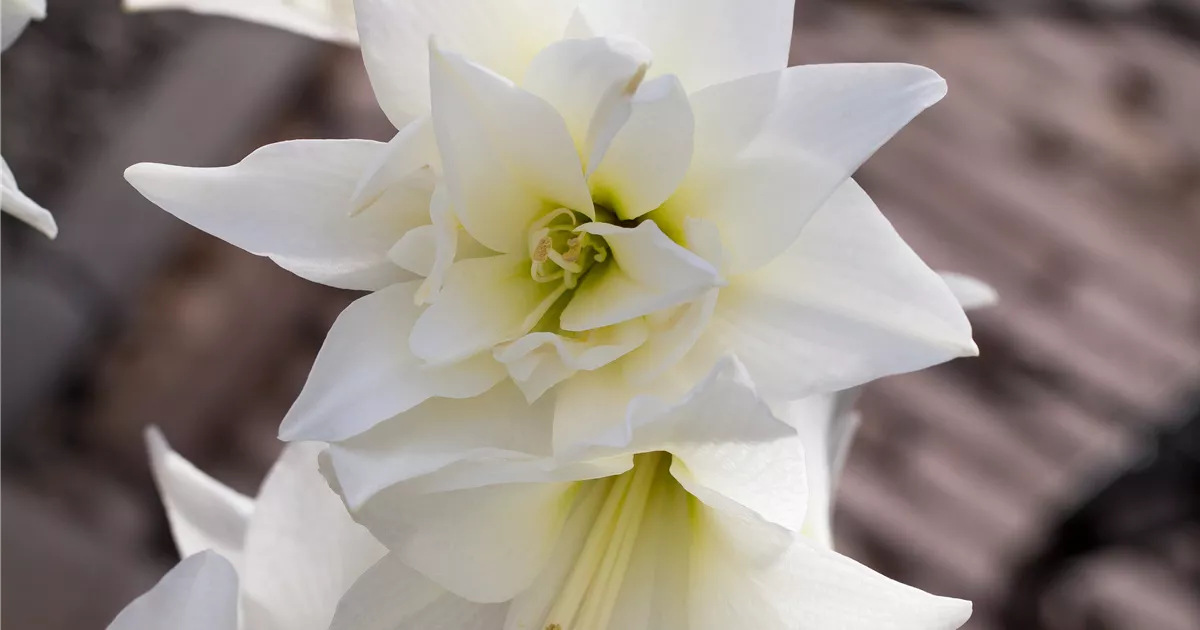 Hippeastrum Jewel Pflanze Pflege Tipps Floragard