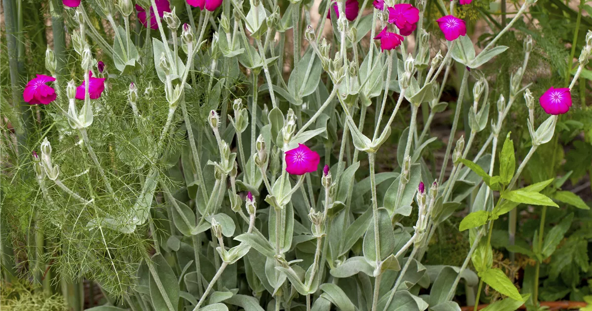 Lychnis Coronaria Atrosanguinea Pflanze Pflege Tipps Floragard