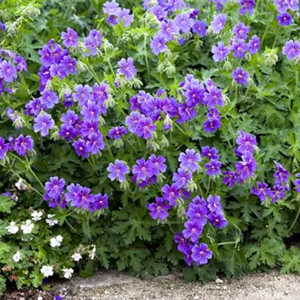 Pflanz- und Pflegeanleitungen Pflanz- und Pflegeanleitungen