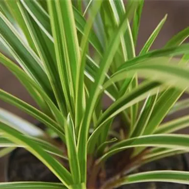 Japansegge - Einpflanzen im Garten Japansegge - Einpflanzen im Garten