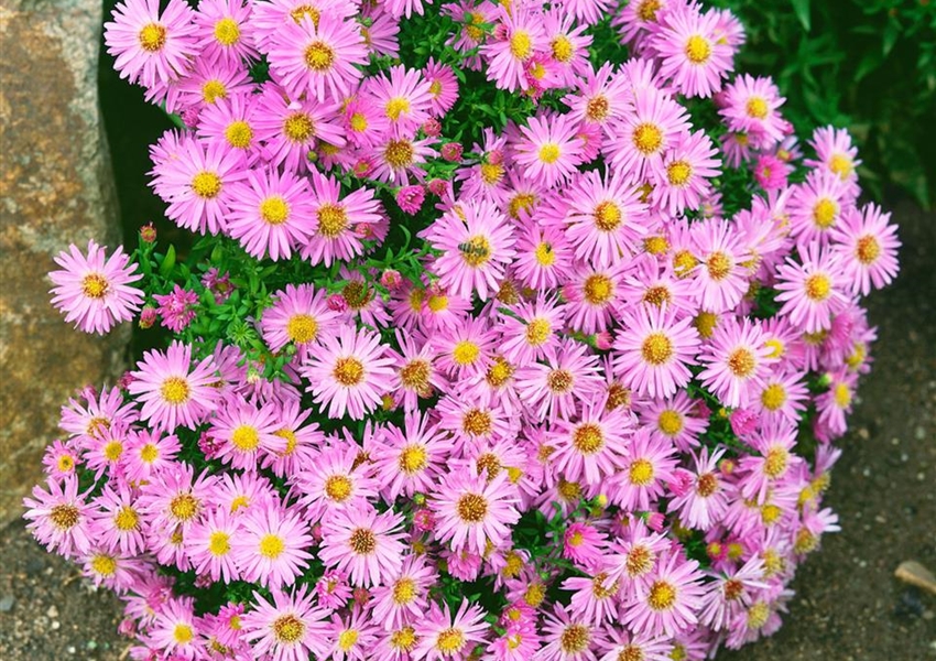 Garten Kissen Aster Zirkon Floragard Pflanzeninfothek