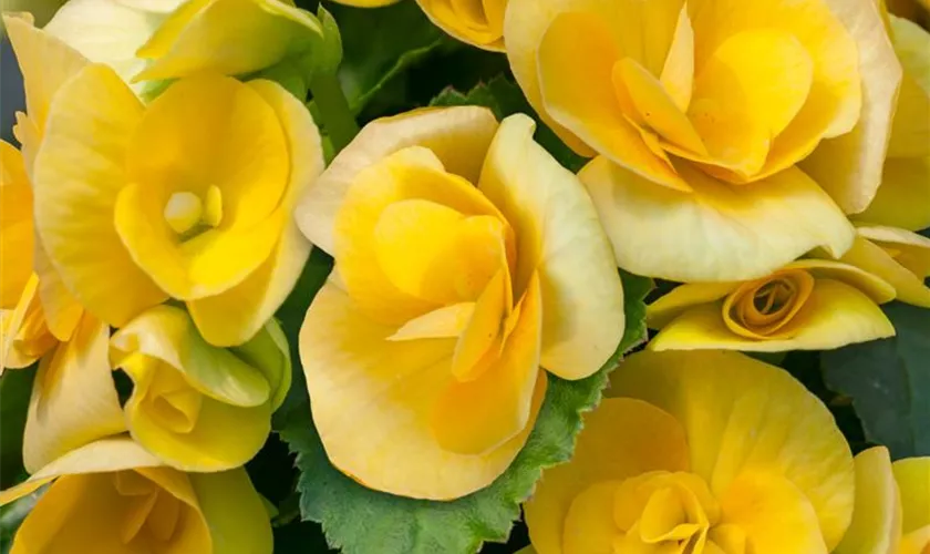 Begonia elatior 'Nadine' Pflanze, Pflege & Tipps ▷ Floragard