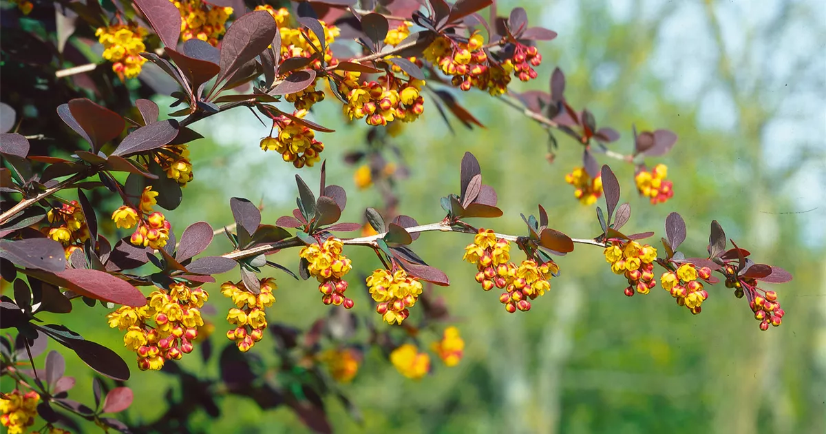 Berberis Ottawensis Pflanze Pflege And Tipps Floragard