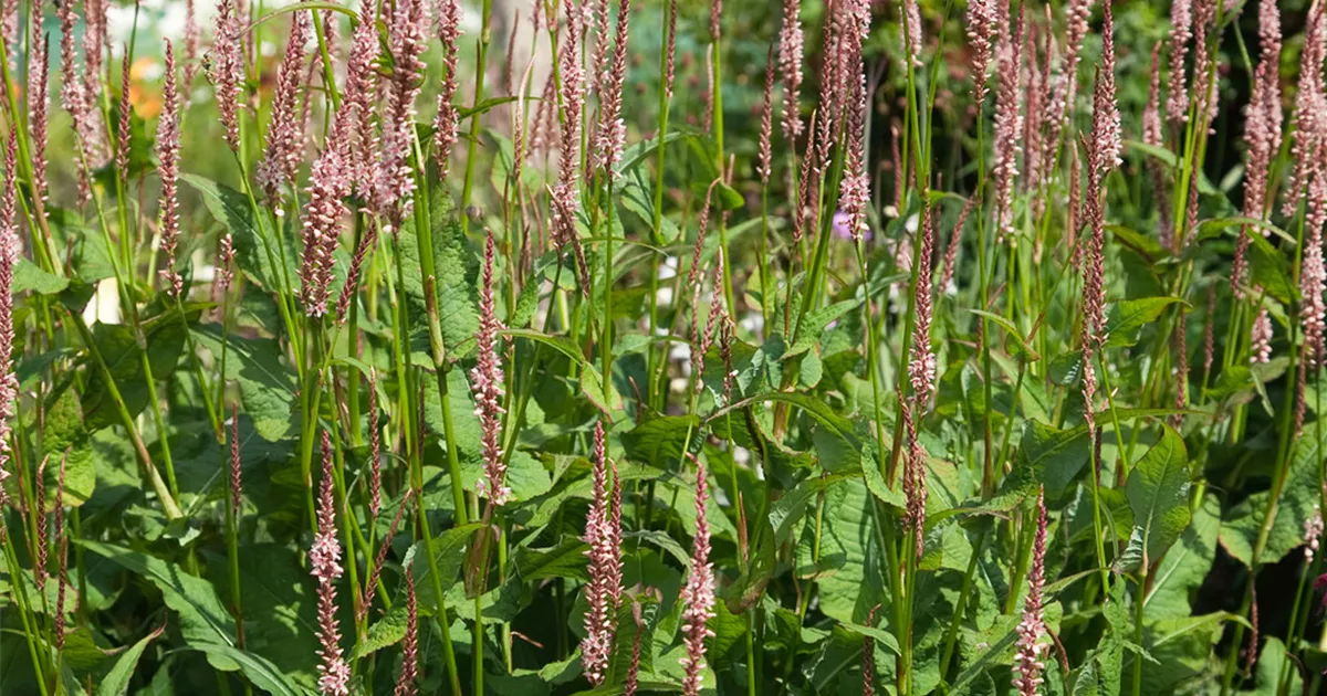 Bistorta Amplexicaulis Fine Pink Pflanze Pflege And Tipps Floragard