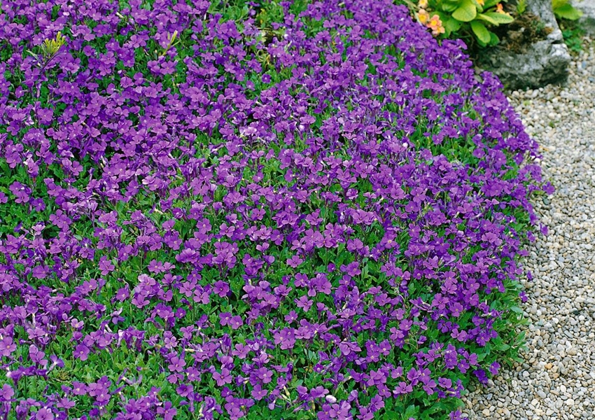 GartenBlaukissen �Violett Carpet� Floragard