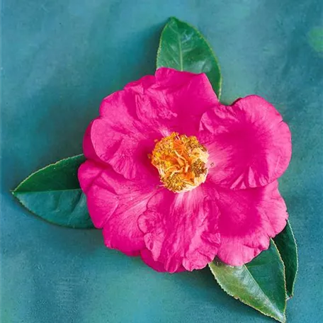 Camellia reticulata 'Butterfly Wings'