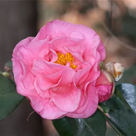 Camellia reticulata 'Lasca Beauty'