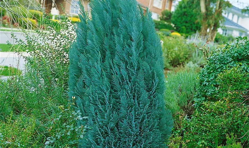 Gartenzypresse 'Blue Gem'