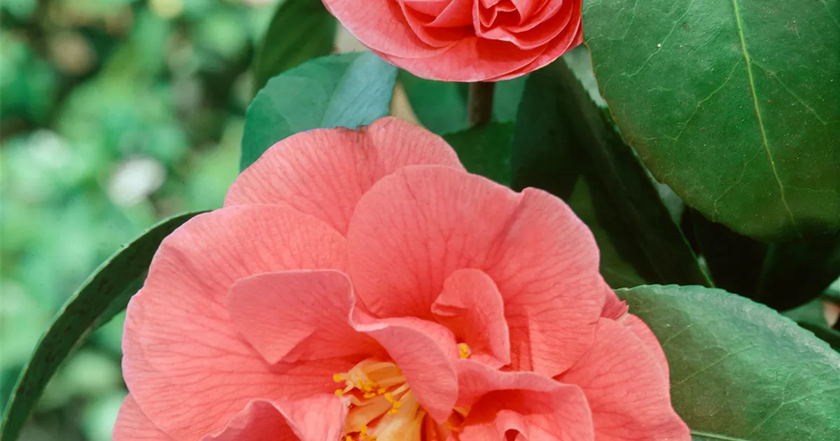 Camellia japonica 'Gloire de Nantes' Pflanze, Pflege & Tipps ▷ Floragard