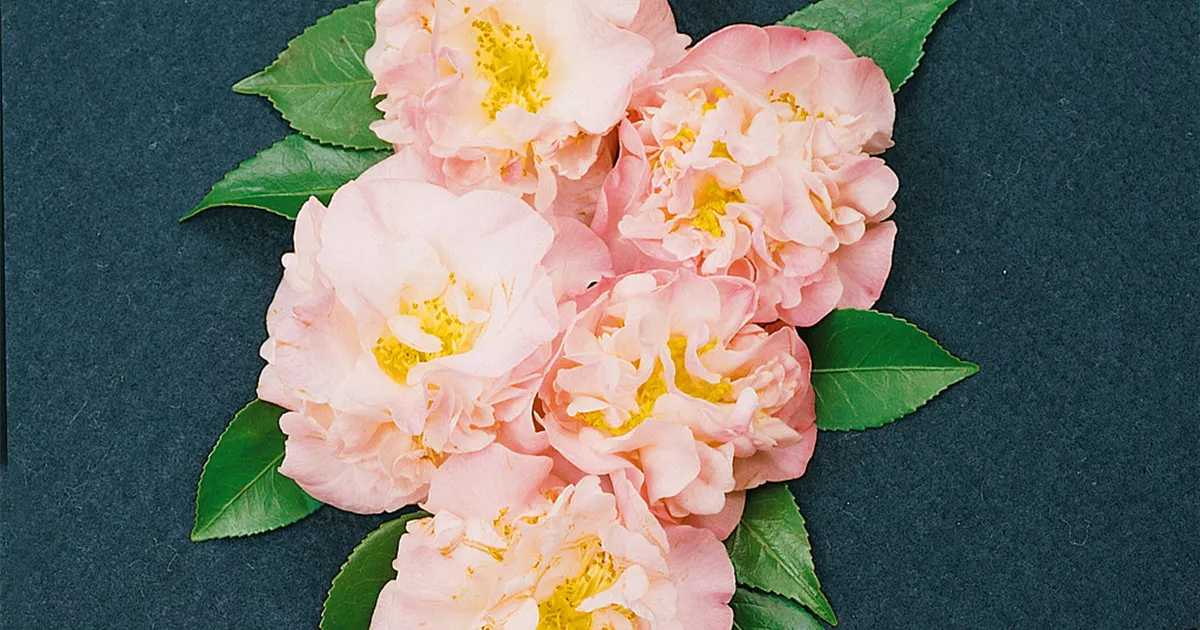 Camellia japonica 'High Fragrance' Pflanze, Pflege & Tipps Floragard