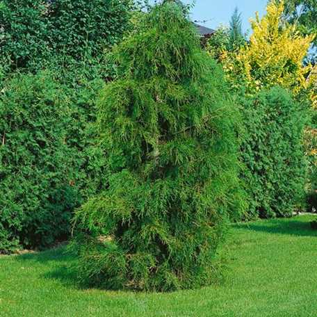 Chamaecyparis Pisifera True Blue Floragard Pflanzeninfothek