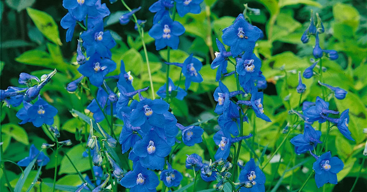 Delphinium Belladonna Balaton Pflanze Pflege And Tipps Floragard 