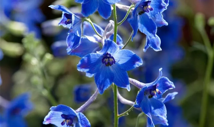 Verzweigter Garten-Rittersporn 'Delft Blue'®
