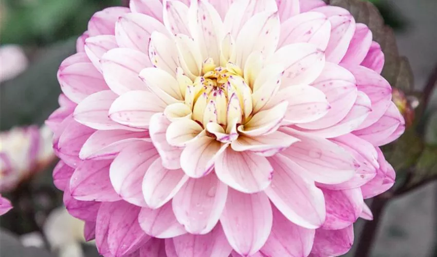 Eine einzelne Blume von dahlie 'Melodie Fanfare' Stockfotografie
