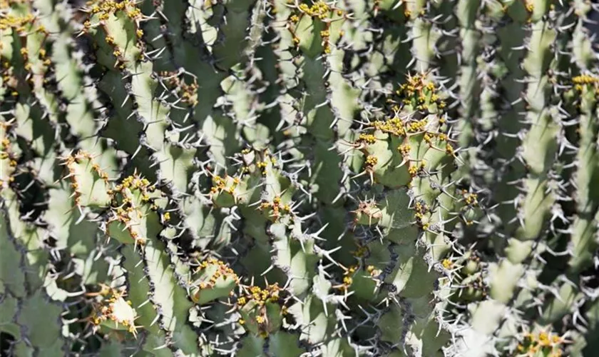 Kaktus-Euphorbie