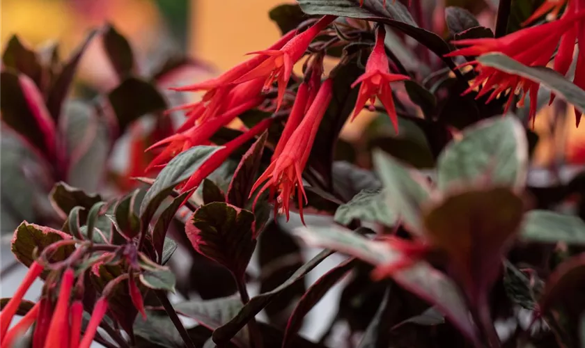 Fuchsie 'Upright Firecracker' Pflanze, Pflege & Tipps Floragard