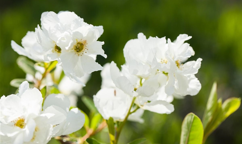 Exochorda Racemosa Magical Springtime Floragard Pflanzeninfothek