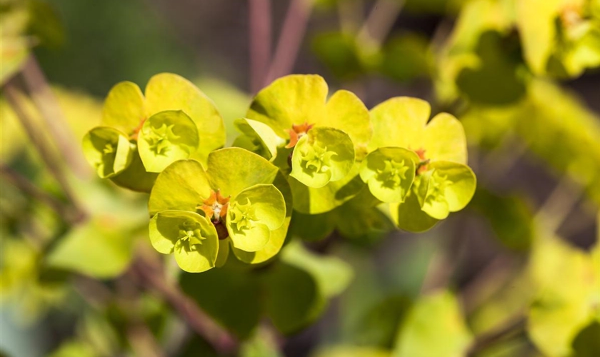 Mandelblattrige Garten Wolfsmilch Thalia Floragard Pflanzeninfothek