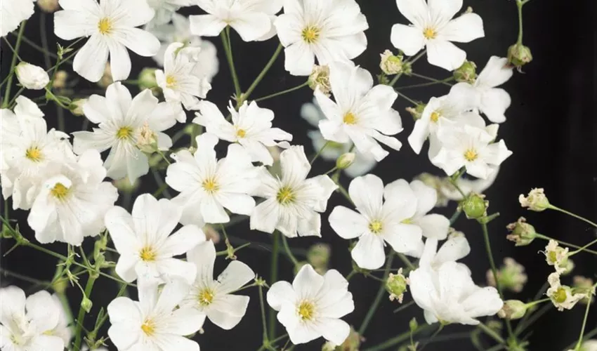 PLANTE IMMERGEE - GYPSOPHILE ELEGANS (ROUGE) - SLOW