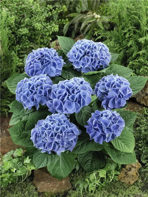 Bauernhortensie 'Blue Arrow' Pflanze, Pflege & Tipps ▷ Floragard