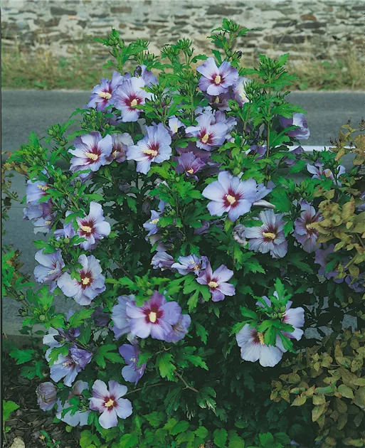 Garteneibisch \'Oiseau Bleu\' & Tipps ▷ Pflege Floragard Pflanze