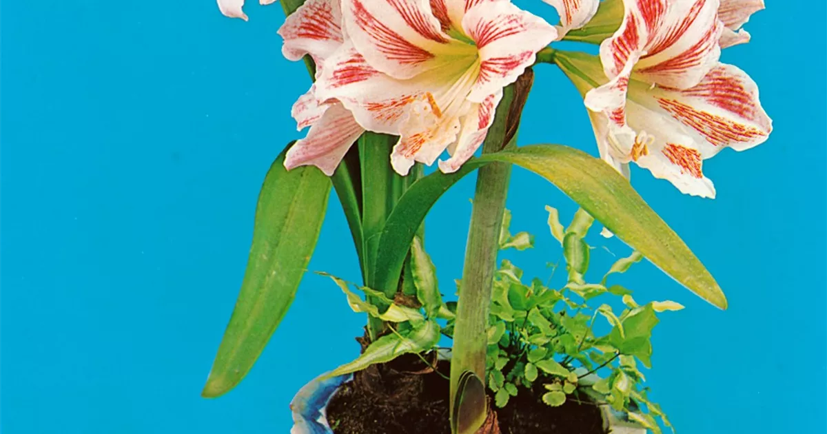 Hippeastrum Hot Pink Pflanze Pflege And Tipps Floragard