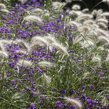 Sols, substrats et agrégats: Tourbe (blonde) acide de sphaigne (Floratorf -  Floragard) (100 lt)