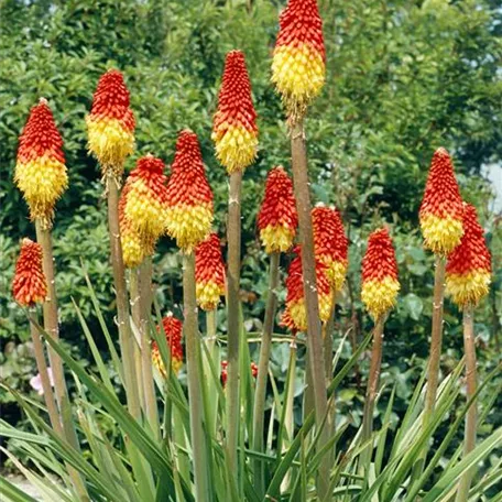 Fackellilie 'Grandiflora'
