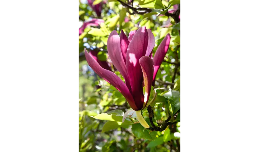 Magnolia hypoleuca 'Purpurea', Stamm Pflanze, Pflege & Tipps ▷ Floragard