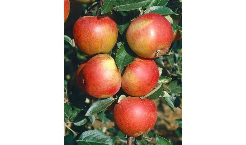 Apfel \'Roter Orange\' Floragard Pflege Cox ▷ Pflanze, & Tipps