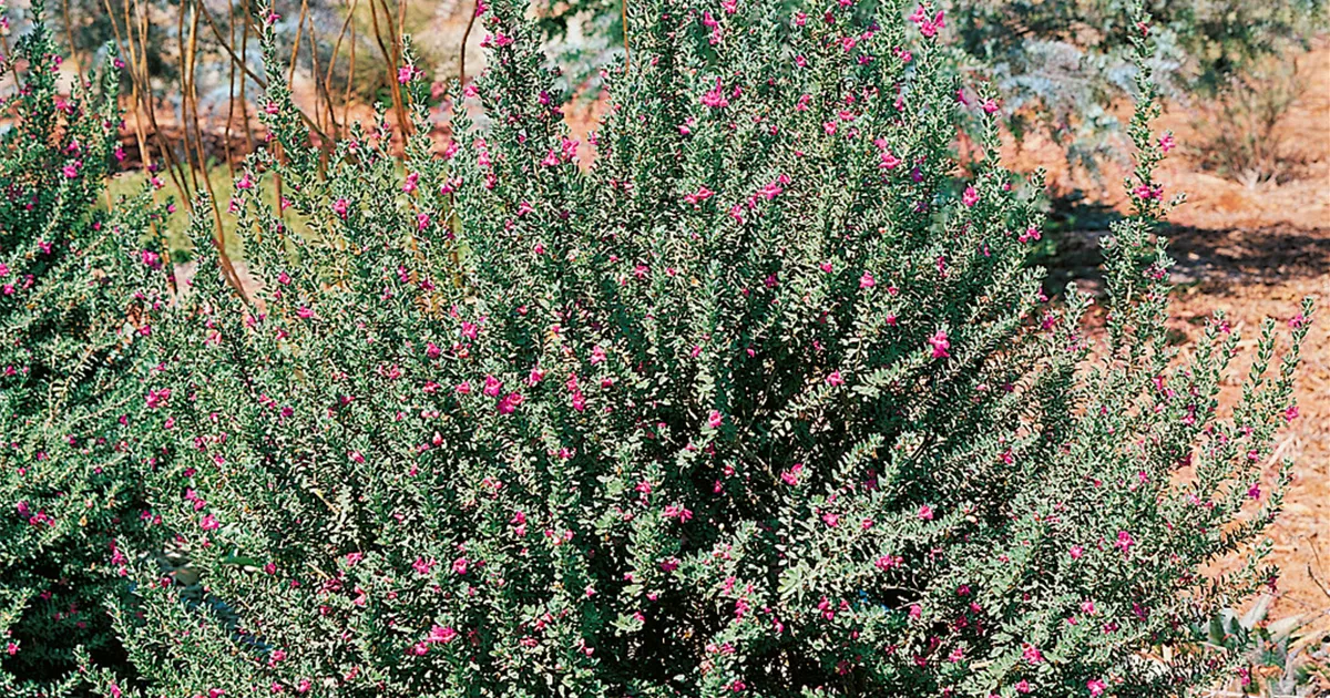 Eremophila maculata Red Hearts