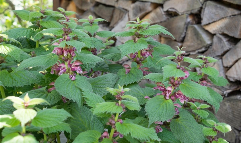 Großblütige Taubnessel - Floragard Pflanzeninfothek