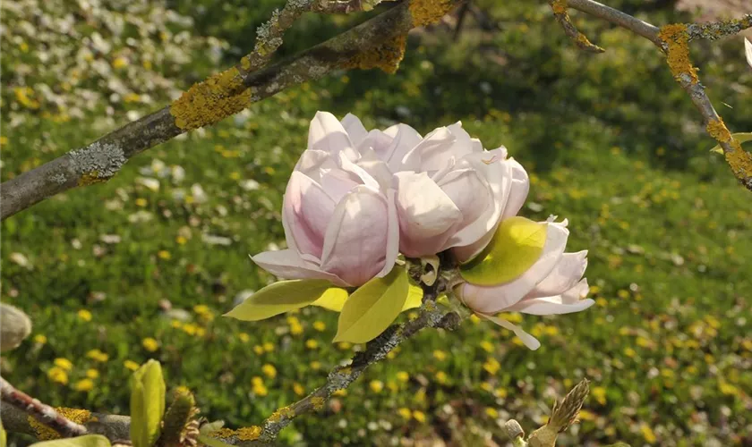 Tulpen-Magnolie 'Lombardy Rose'