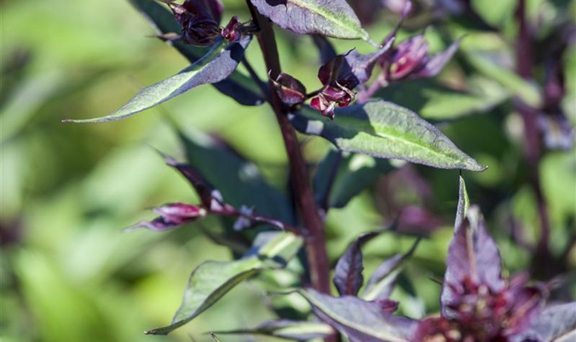 Garten-Basilikum 'Magic Blue' - Floragard Pflanzeninfothek