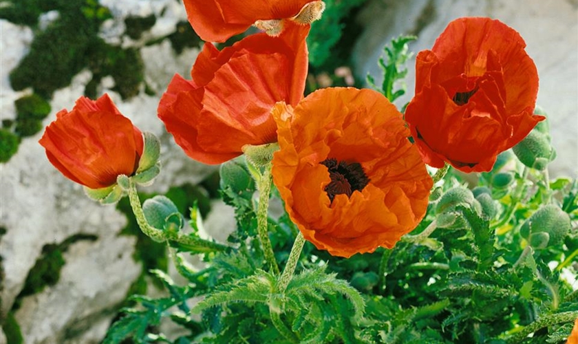 Orientalischer GartenMohn �Allegro� Floragard