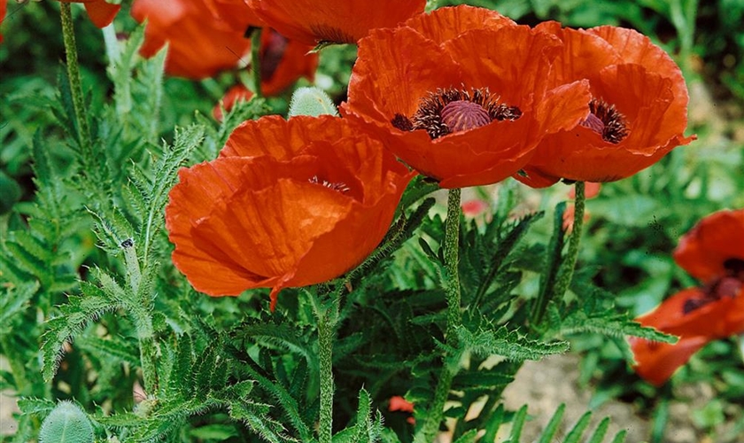 Orientalischer GartenMohn �Allegro� Floragard